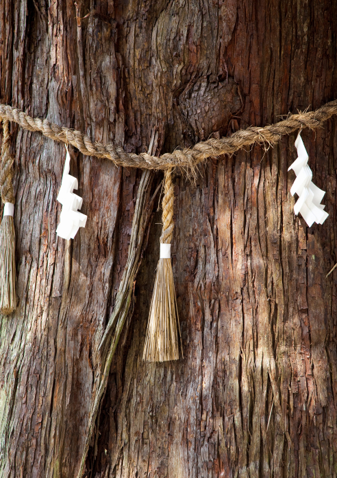 OUR ROOTS 私たちのルーツ