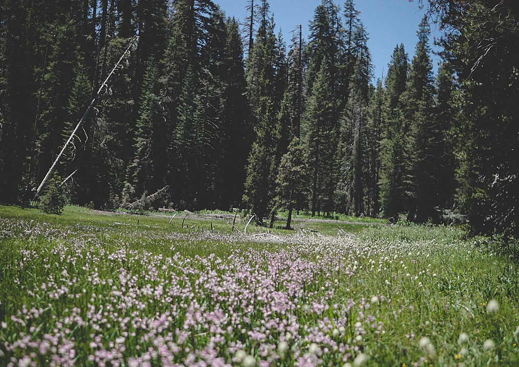 SYMPHONY OF TREES