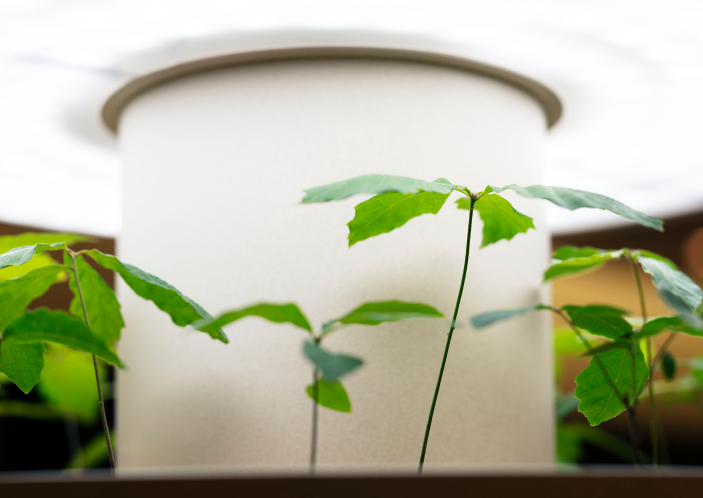 大切に育む、苗木