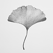 ginkgo