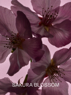 SAKURA BLOSSOM