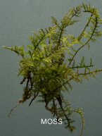 MOSS