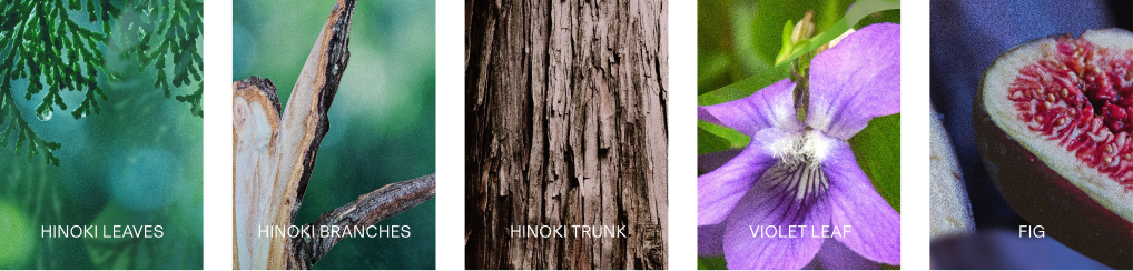 HINOKI KEAVES / HINOKI BRANCHES / HINOKI TRUNK / VIOLET LEAF / FIG