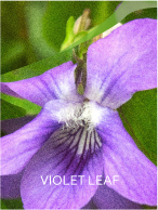 VIOLET LEAF
