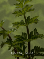 CARROT SEED