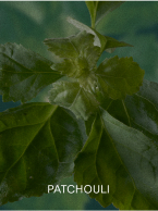 PATCHOULI