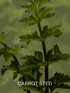 CARROT SEED